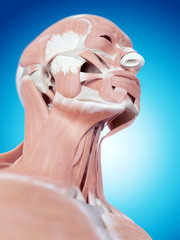 medically accurate illustration of the neck anatomy