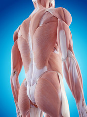medically accurate illustration of the back muscles