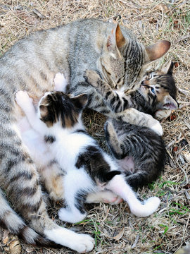 Female cat with kittens
