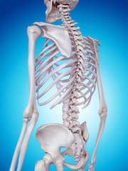 medically accurate illustration of the skeletal back