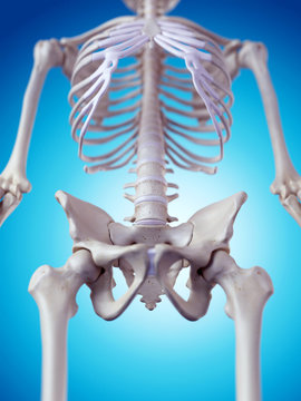 medically accurate illustration of the hip bone