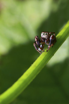 jumping spider sitting on a blade