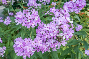 Purple Blossoms Closeup