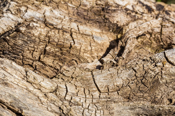 Natural wood texture close up