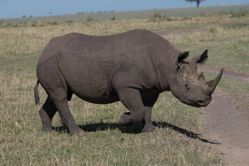 Naklejka premium Black Rhino In Plains