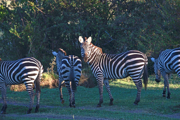 Zebras Grazing Plains