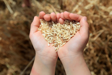 Grain of the wheat in hands of little girl