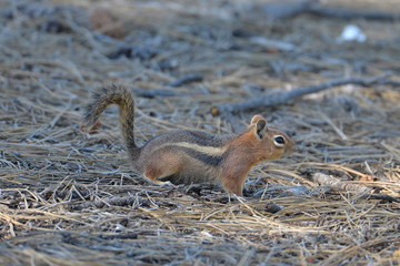 Ecureuil rayé, chipmunk, Tamias striatus