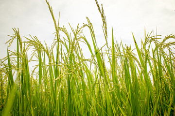 Fields of rice grains