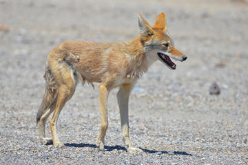Coyote