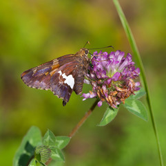 Silver Spotted Skipper