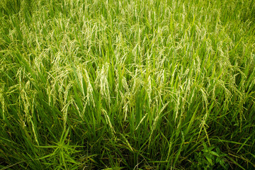 Fields of rice grains