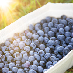 Reife und saftige Heidelbeeren