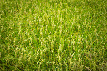 Fields of rice grains