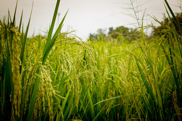 Fields of rice grains
