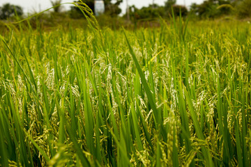 Fields of rice grains