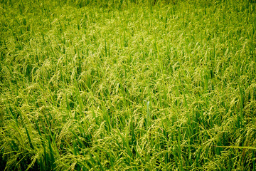 Fields of rice grains