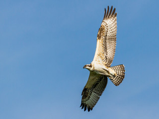 Osprey in Flight