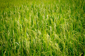 Fields of rice grains