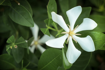beautiful Cape jasmine in the garden