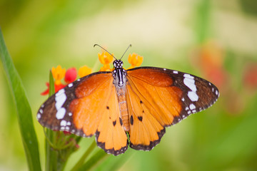 Obraz na płótnie Canvas Butterfly on Flower