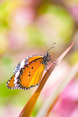 Butterfly on Flower