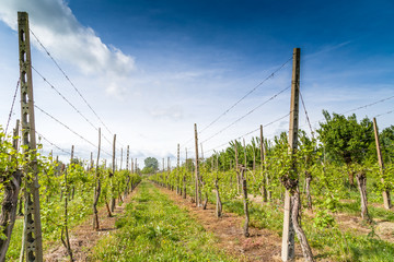 Fototapeta na wymiar organized rows of vines in the Italian countryside