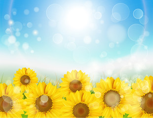 Fototapeta premium ひまわり4