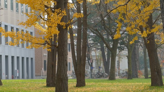 Hokkaido University at fall season
