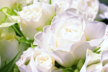 Flowers of white roses