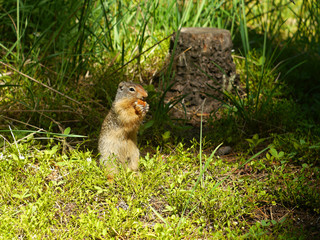 Chipmunk from Canada