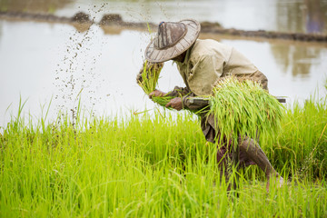 Thai farmer planting rice in the farm.