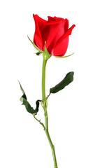 Rose flower on white background.