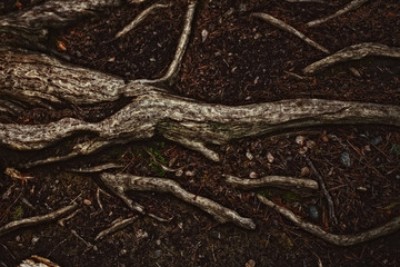 tree roots on the soil closeup - 88025418
