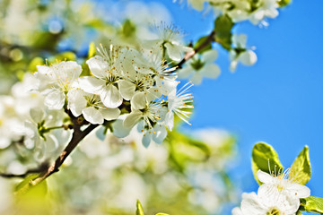 White flowers of apple trees against the blue sky