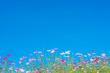 Obraz na płótnie Canvas Cosmos flowers in the garden on blue sky