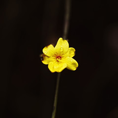 yellow little flower