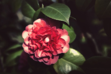 Japanese camellia pink flower on a bush