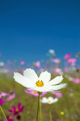 Cosmos flowers white in the garden on blue sky background