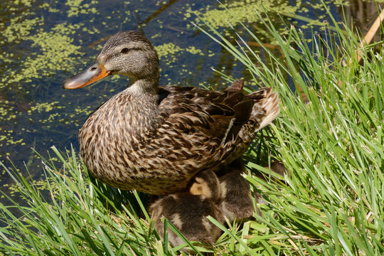 Mother Mallard Duck hen with her brood of ducklings nestled together partially underneath her