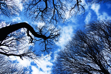 Branches of trees against the blue sky