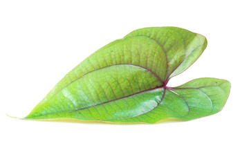 Obraz premium Fresh spinach leaf isolated on white background 