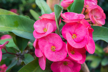 Crown of thorns flowers, Euphorbia milli Desmoul whit green back