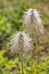 Wild flower, anemone occidentalis achene.