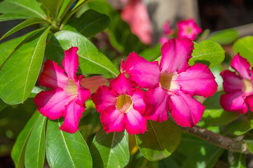 Desert Rose, Impala Lily, Mock Azalea in garden