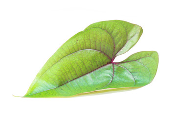 Obraz premium Fresh spinach leaf isolated on white background 