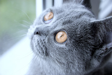 Portrait of sad British grey cat