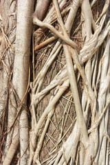 Many roots of tree background.