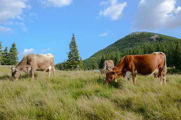 Cows on pasture