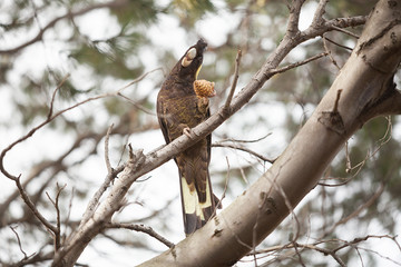 Yellow-tailed Black Cockatoo
